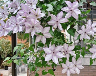 clematis出品 Windmill Clematis Vines in Pot - Multicolor Blooms, Upright