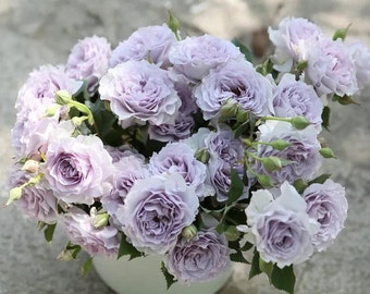 Rose【Azure Tranquility| 霁色| Ji Se】-1.5Gal+ OwnRoot ｜New Variety-2021| Less Thorns| Redolent| Abundant Blooming| Sun Tolerant| Blue& Purple