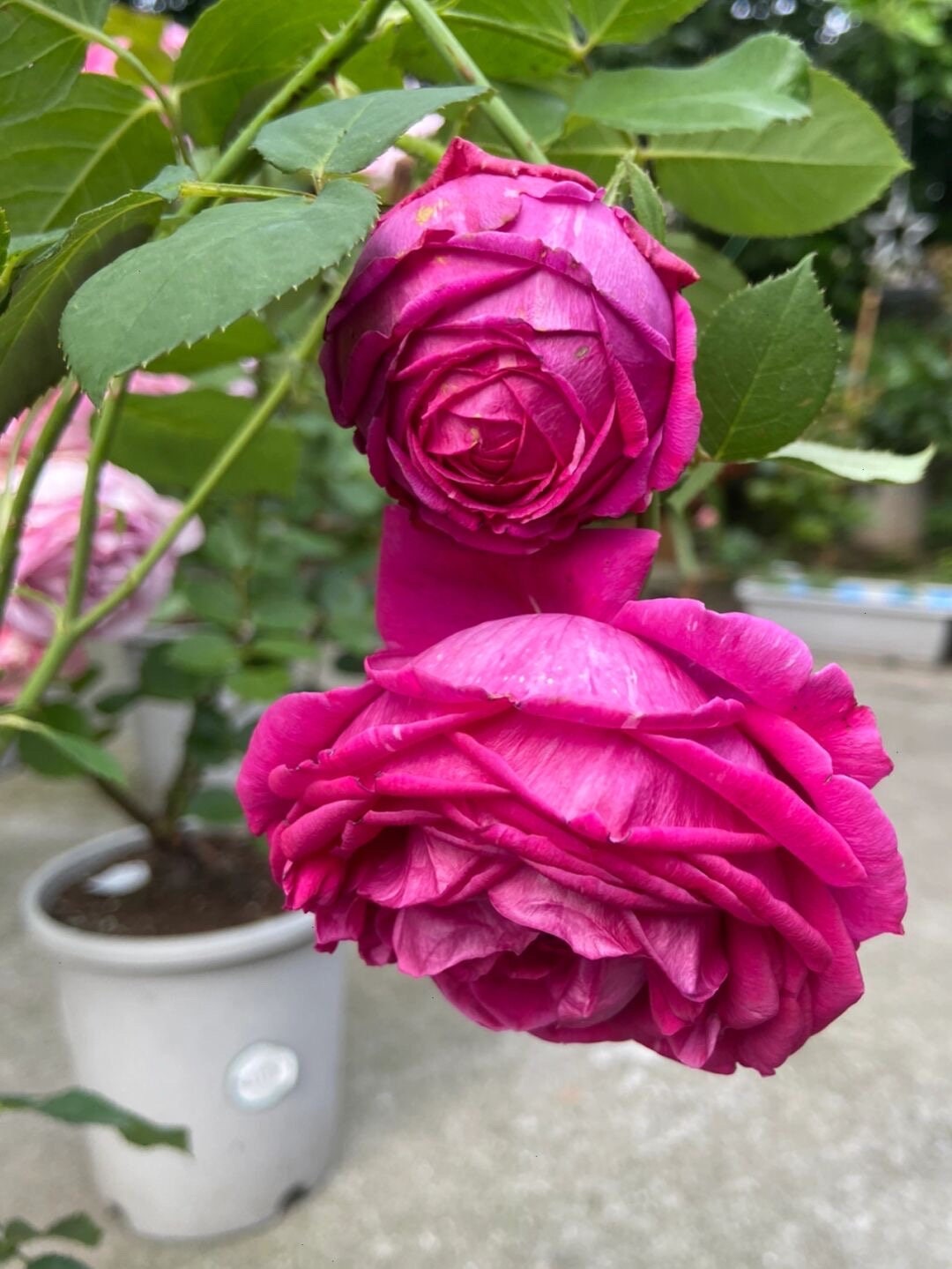 Rose Pas De Deux/パドドゥownroot Velvety Rose Heat Tolerant Strong Disease  Resistance Rapid Growth Strong Adaptability Bloom Repeatedly - Etsy