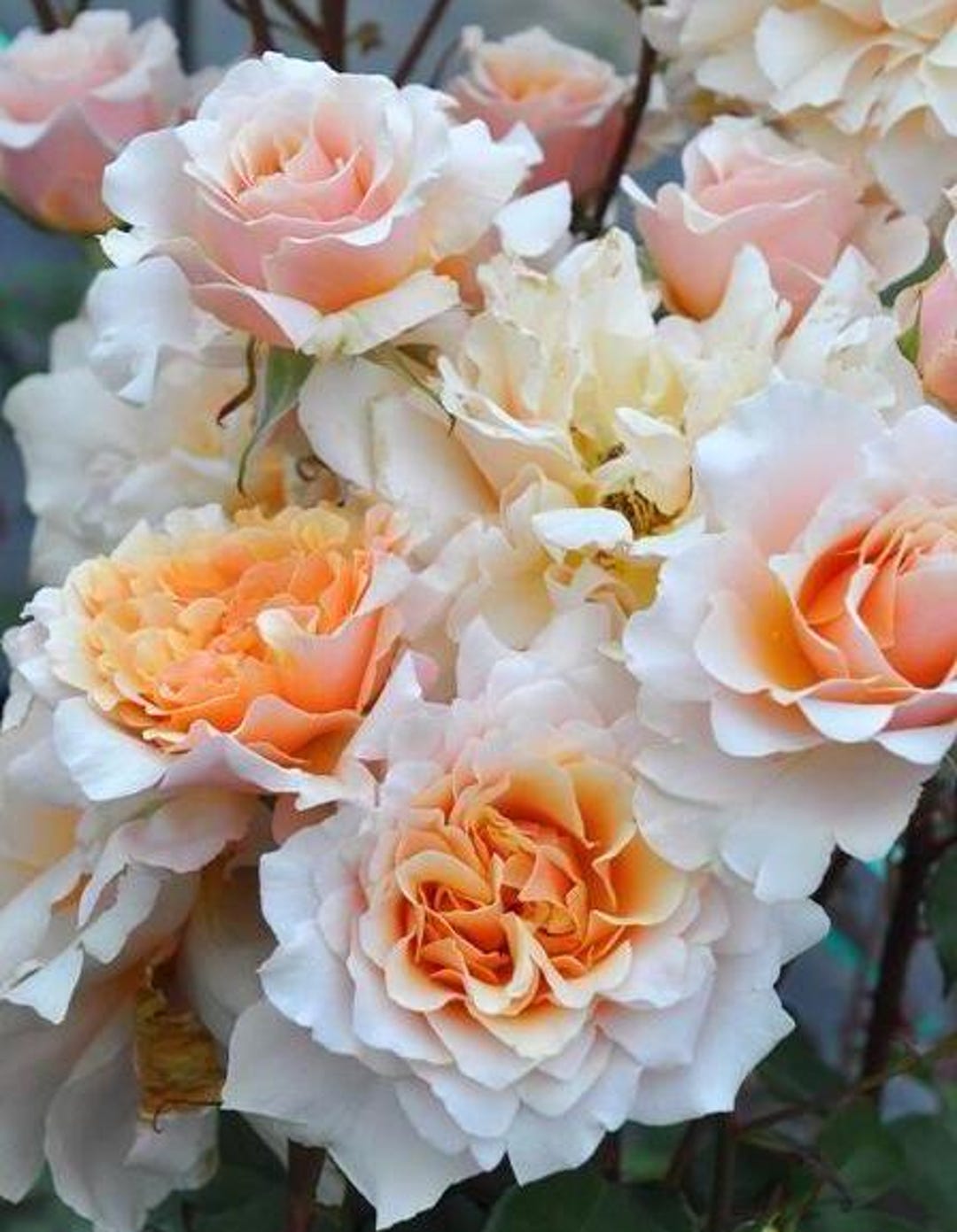 Rosa【ben Weatherstaff｜ ベン ウェザースタッフ】- 1.5gal Ownroot