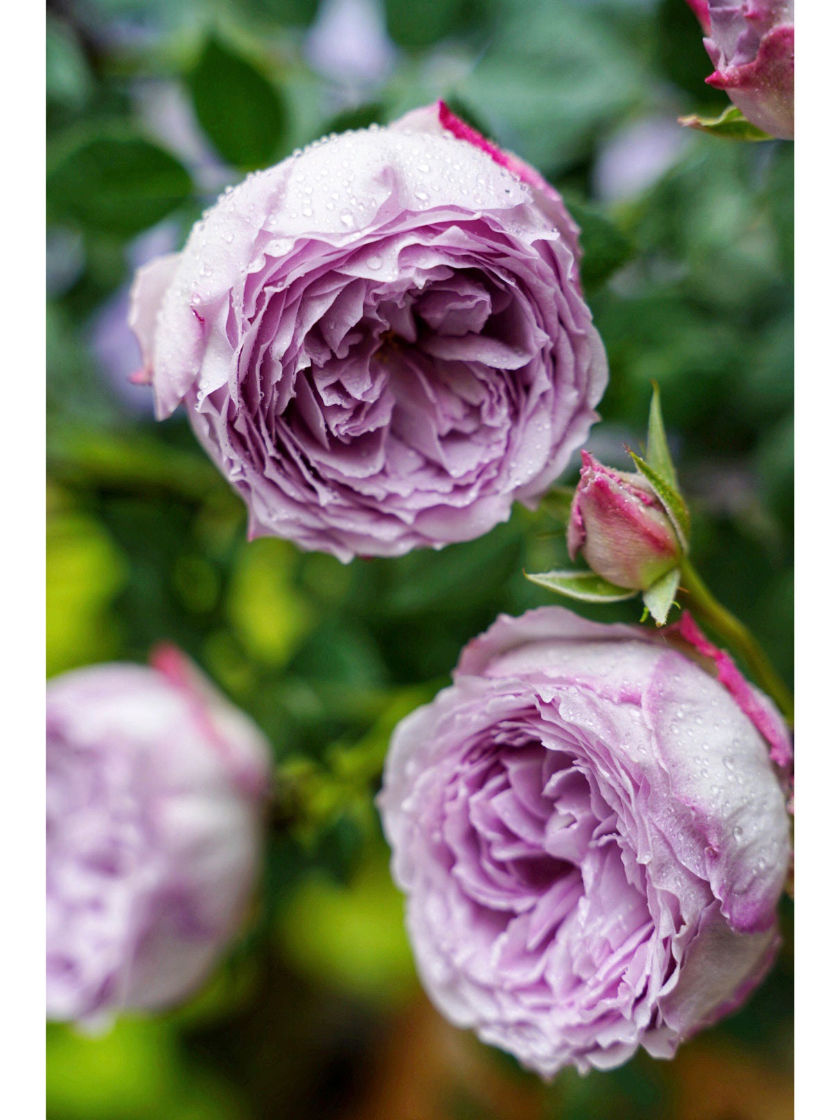 Rose【lapis Lazuli| ラピスラズリ】1.5gal Ownroot｜bloom Repeatedly