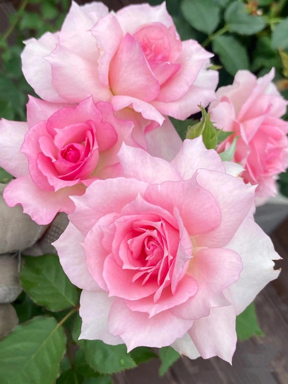 Rare Rose【doniazade】- 2 Gal Ownroot Liveplant| Takunori Kimura