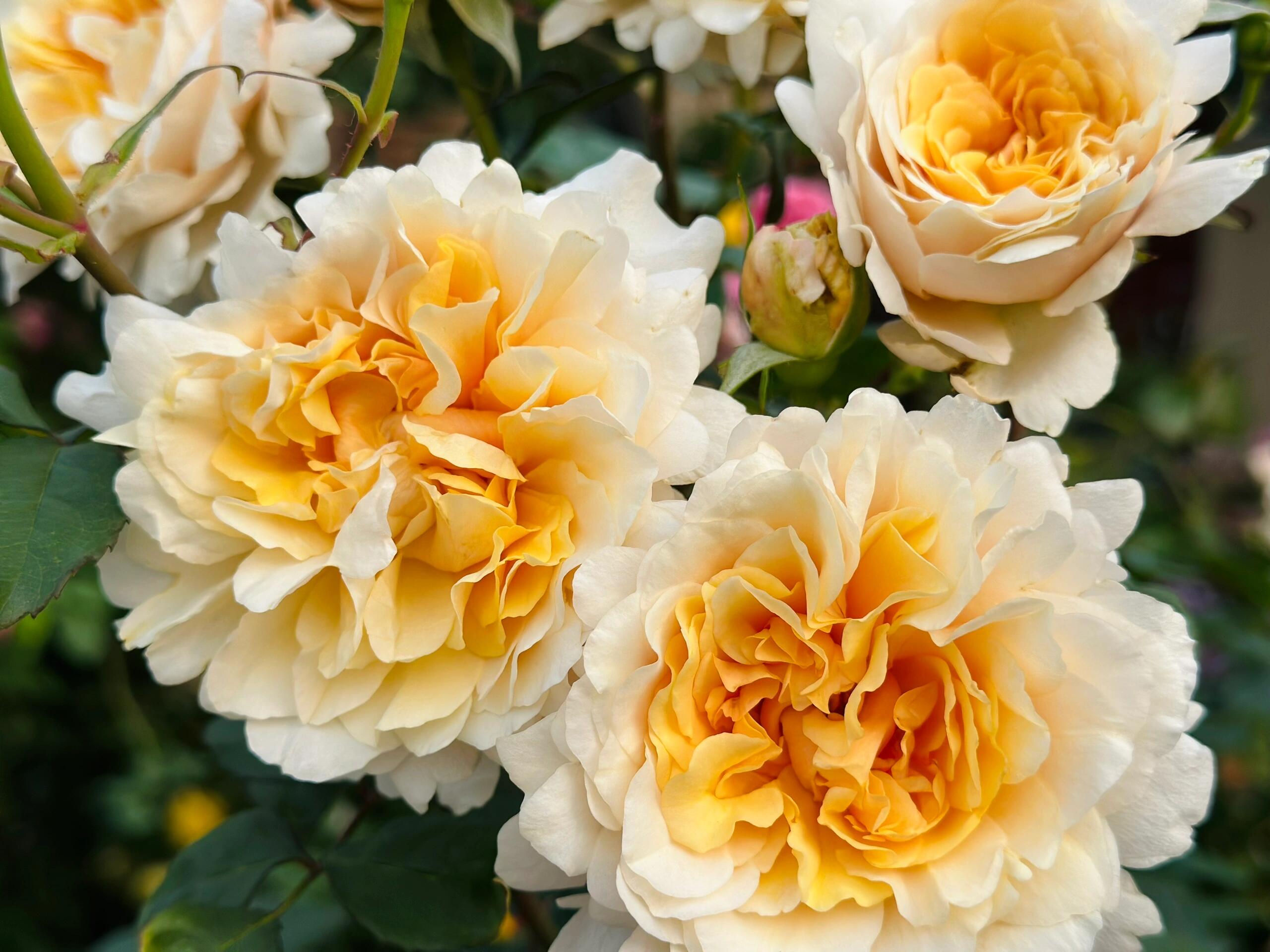 Rosa【ben Weatherstaff｜ ベン ウェザースタッフ】- 1.5gal Ownroot