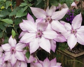 clematis出品 Clematis 【utopia｜ユートピア】-9p Liveplant| Popular