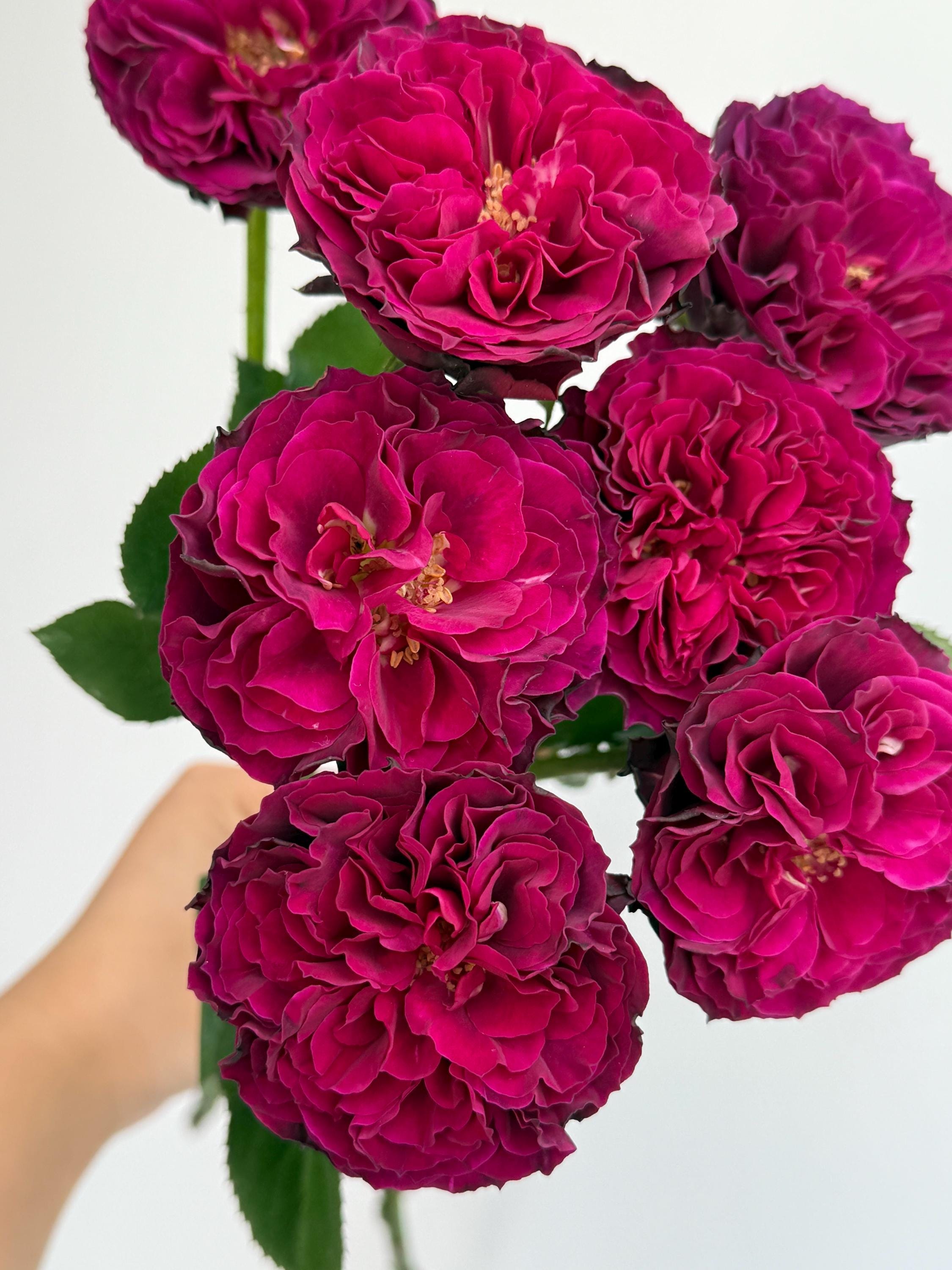 Hiraku Rose - Etsy