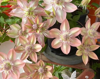 Clemátide rara【Shamshe】- 9P LivePlant/ Doble flor/ Resistente al frío/ 昼天使/ 桃万重/ Resistente al calor