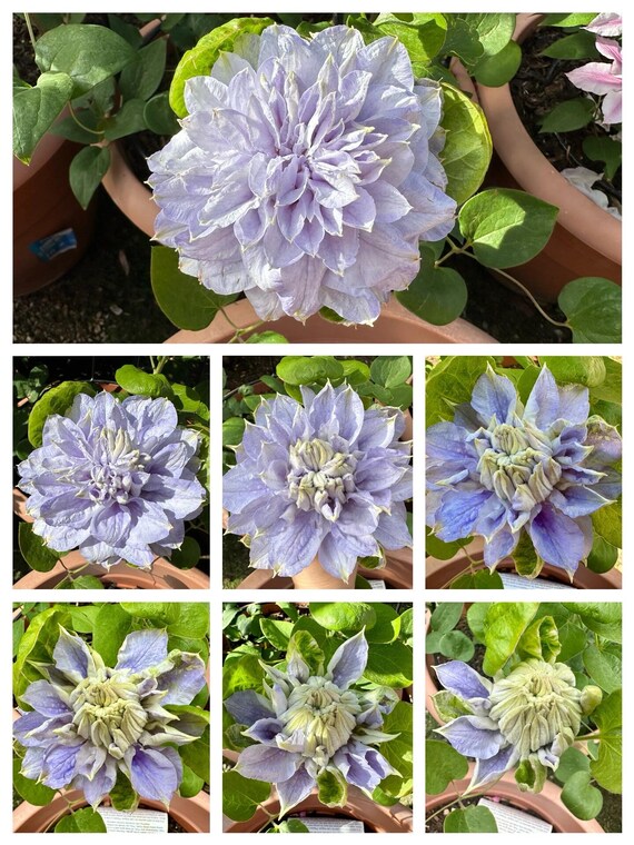 Clematis【marury| マズリ】- 9P Liveplant｜polish Rare