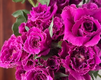 Rose【Ramukan|ラムカン】- 1Gallon OwnRoot Live Plant｜Wavy Bloom| Ruffle lace| 草药| Similar to Sheherazad | Sun Tolerant ｜Thornless