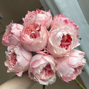 Rose【Princess Sakura 】- 1.5 Gal Own Root Bare Root| さくらひめ｜WABARA 樱花公主| Peony Bloom| 木立バラ|Easy to Grow|  Heat Resistant