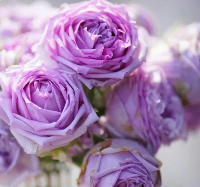 LE CIEL BLEU - flower♡ Rosa 【Le Ciel Bleu| ルシエルブルー】 -OwnRoot| Strong