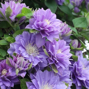 Rare Clematis 【Enku｜円空】 - 9P LivePlant| Popular Japanese Clematis| 圓空| Double-flowered | Oikawa| Enkū|