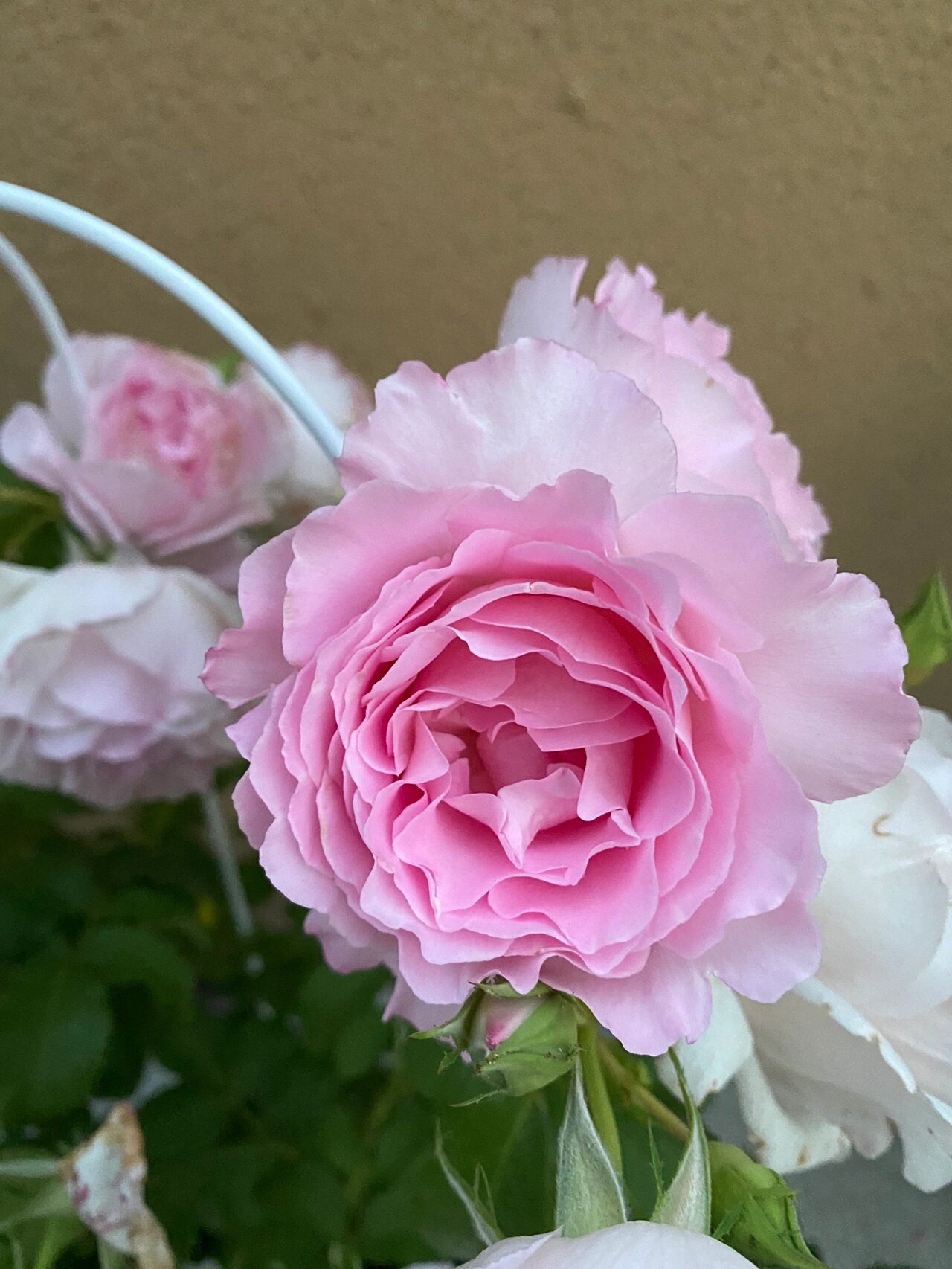 Rose【rien Rose| リアン・ローズ| 絆 】-2 Gal Ownroot Liveplant