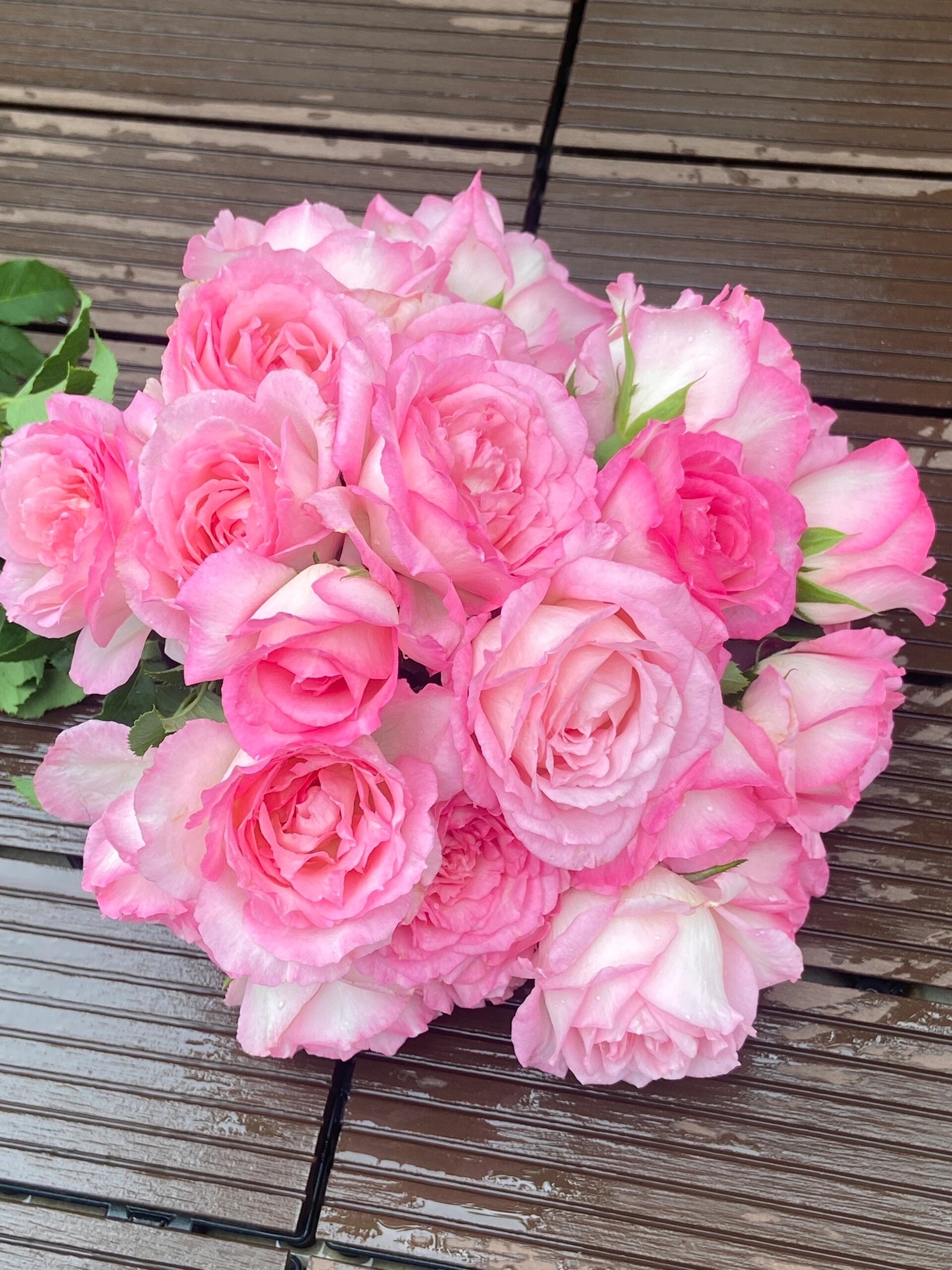 ✨Rose rose様大きめ42❣✨定価¥27500❣春夏セレブ〜豪華後ろフリル Rose【rien Rose| リアン・ローズ| 絆 】-2 Gal Ownroot Liveplant