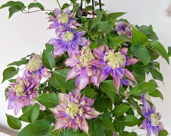 clematis出品 Clematis 【utopia｜ユートピア】-9p Liveplant| Popular