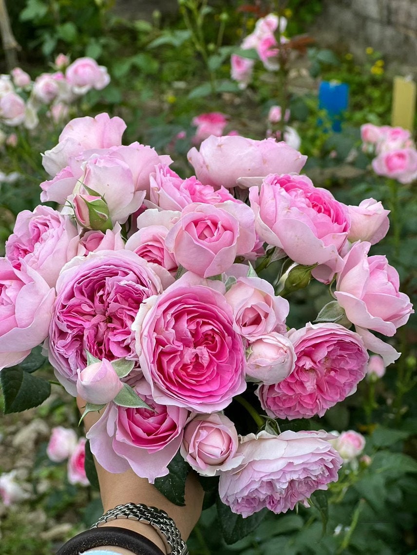 Rose【mon Coeur|モンクゥール】 -1.5gal+ Ownroot| Bloom Repeatedly
