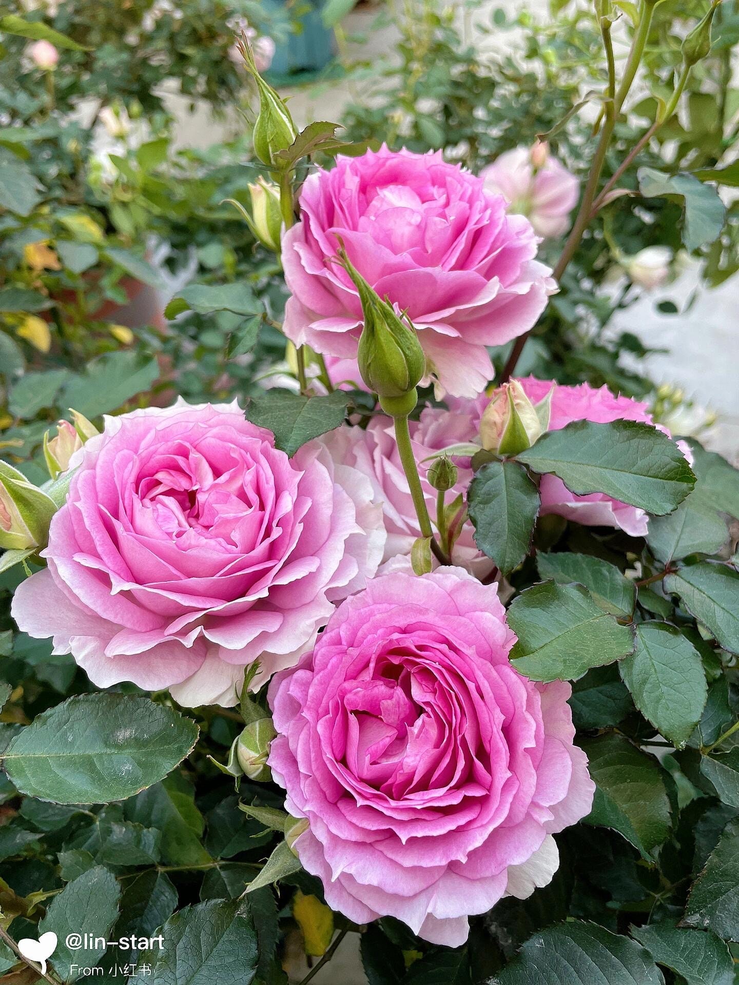 Rare Rose【doniazade】- 1.5gal Ownroot Liveplant| Takunori Kimura