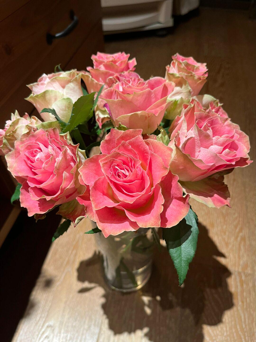Rose【japanese Tale| Nirpjata】 -1.5 Gal + Ownroot Live Plant