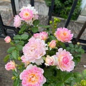 Rare Rose【Sea Anemone｜シーアネモネ】-2 Gal+  OwnRoot｜Fireworks Flower| KOL| Thornless| Chrysanthemum Bloom|  Good Disease Resistance| 海葵