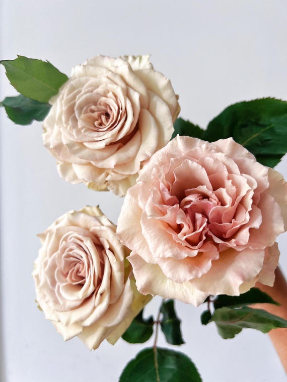 Rose【ailes｜エール】-liveplant｜第九天使｜winged Angel of Light