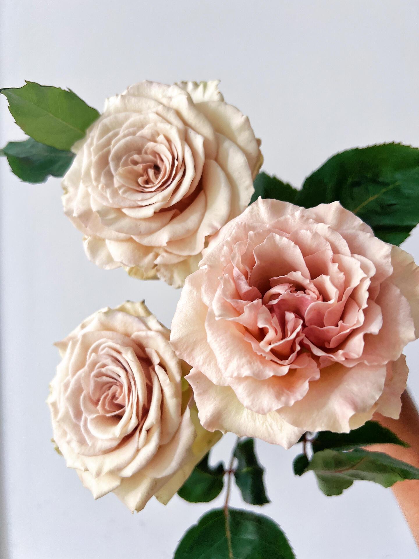 Rose【ailes｜エール】-liveplant｜第九天使｜winged Angel of Light