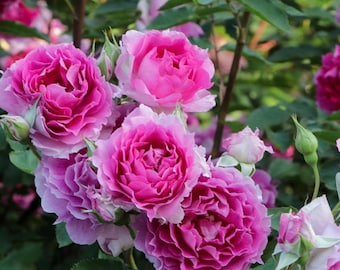 Rosa【Scheherazade/ シェエラザード】-1.5 Gal OwnRoot / Rosa rara/ Fragancia fuerte/ Galardonada /Encaje con volantes/ Sin espinas / 天方夜谭/ Tolerante al sol