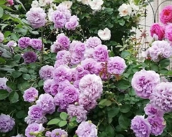 Rosa trepadora【Azul lluvioso/ レイニー·ブルー/ 蓝色阴雨】 -OwnRoot- 1.5Gal / RARE Rosa trepadora de lavanda / Tolerante a la sombra / Excelente resistencia