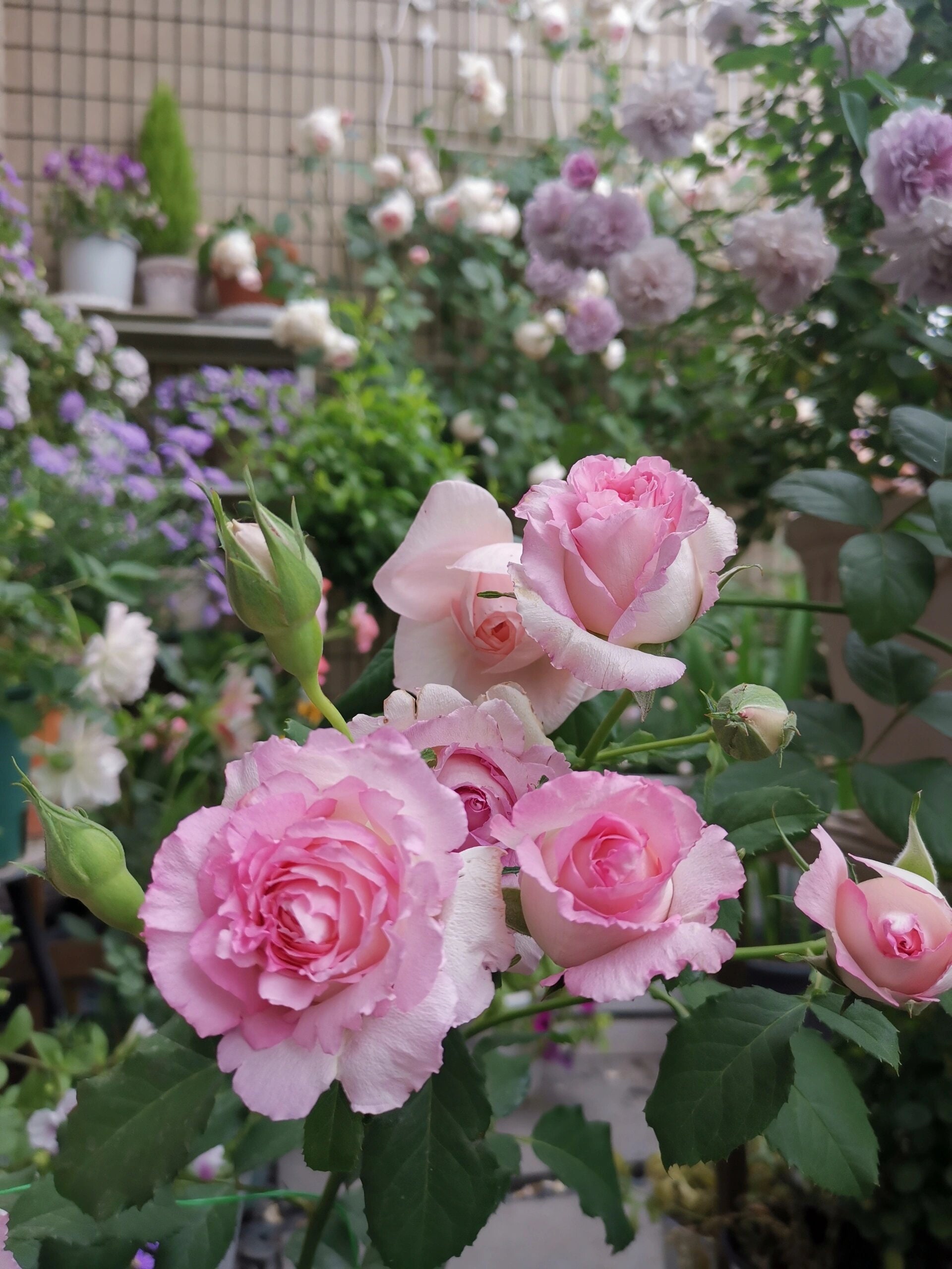 Rose【rien Rose| リアン・ローズ| 絆 】-2 Gal Ownroot Liveplant