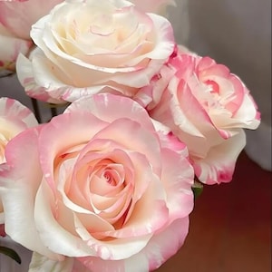 May include: Close-up of several roses with white petals edged in pink. The roses are in full bloom, with layers of delicate petals. The image has a soft focus, highlighting the flowers' textures and colors. The overall theme is floral and natural.