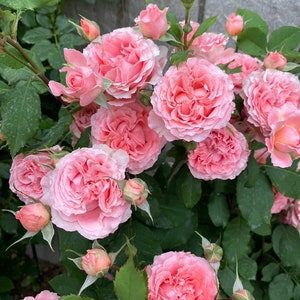 Rare Rose「Corail Gelee |コラーユジュレ」Japanese OwnRoot| 珊瑚果冻 Lychee aroma| Awarded Varieties| Abundant Blooming| Strong Disease Resistance|