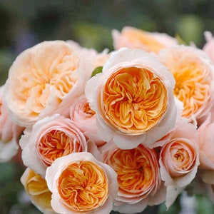 Wedding Rose -Orange Rare Cutting Rose| 1.5 Gal+ Trend OwnRoot| Strong Disease Resistance| Strong Adaptability| Heat Resistant| ジュリエット|