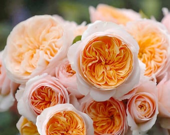 Wedding Rose -Orange Rare Cutting Rose| 1.5 Gal+ Trend OwnRoot| Strong Disease Resistance| Strong Adaptability| Heat Resistant| ジュリエット|朱丽叶