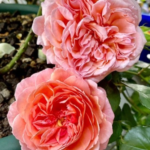 Rare Rose{Kaori Kazari| かおりかざり} - OwnRoot 1 gallon Live Plant| Strong Fruity Aroma| Abundant Flowering| 香织装饰| Srong Disease Resistance|