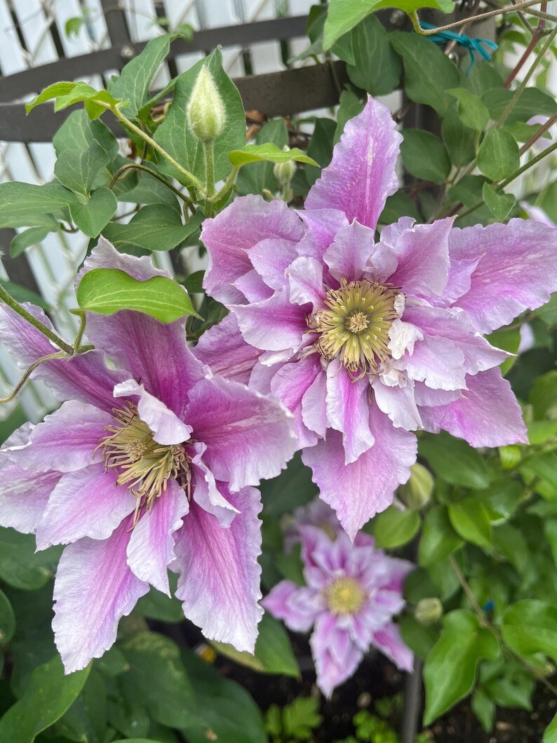 Clematis【piilu｜小鸭】- Liveplant| Abundant Blooming| Estonia Vine ...