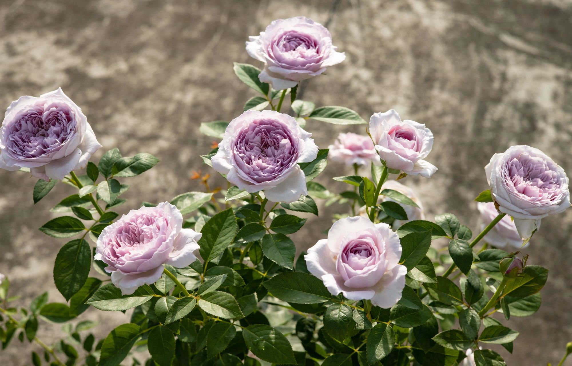 Rose【repartir |リパルティ―ル】-1.5 Gal Ownroot｜今井ナーセリー