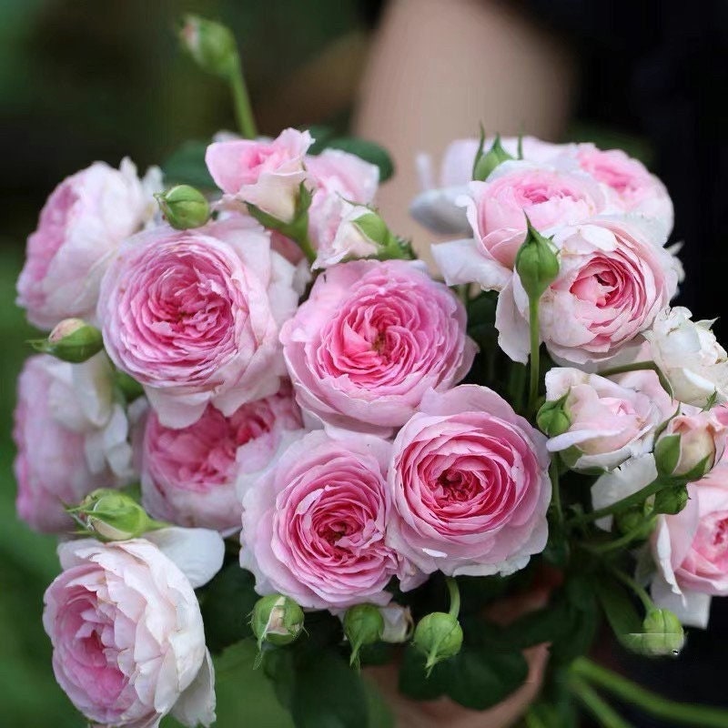 Rose【mon Coeur|モンクゥール】 -1.5gal+ Ownroot| Bloom Repeatedly