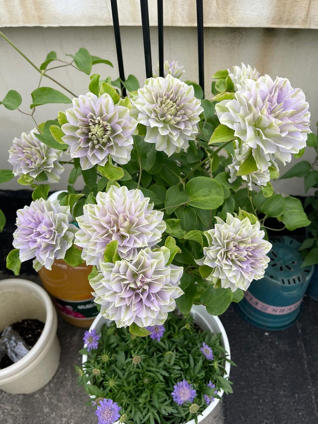 Clematis【Suisei Nigou｜スイセイ2号】- 9P LivePlant