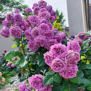 Rose【Kinda Blue]- 1.5 Gal +  LivePlant｜German Rose 微蓝| Floribunda Rose| Redolent| Abundant flowering| Excellent Resistance| 木立バラ|
