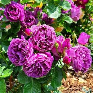 Rose【Minievra| Minerv】 | Strong Fragrance| Strong Disease Resistance| Bloom Repeatedly| Strong Upright Flowers| Strong Growth| 密涅瓦|比利时 ミネルヴァ