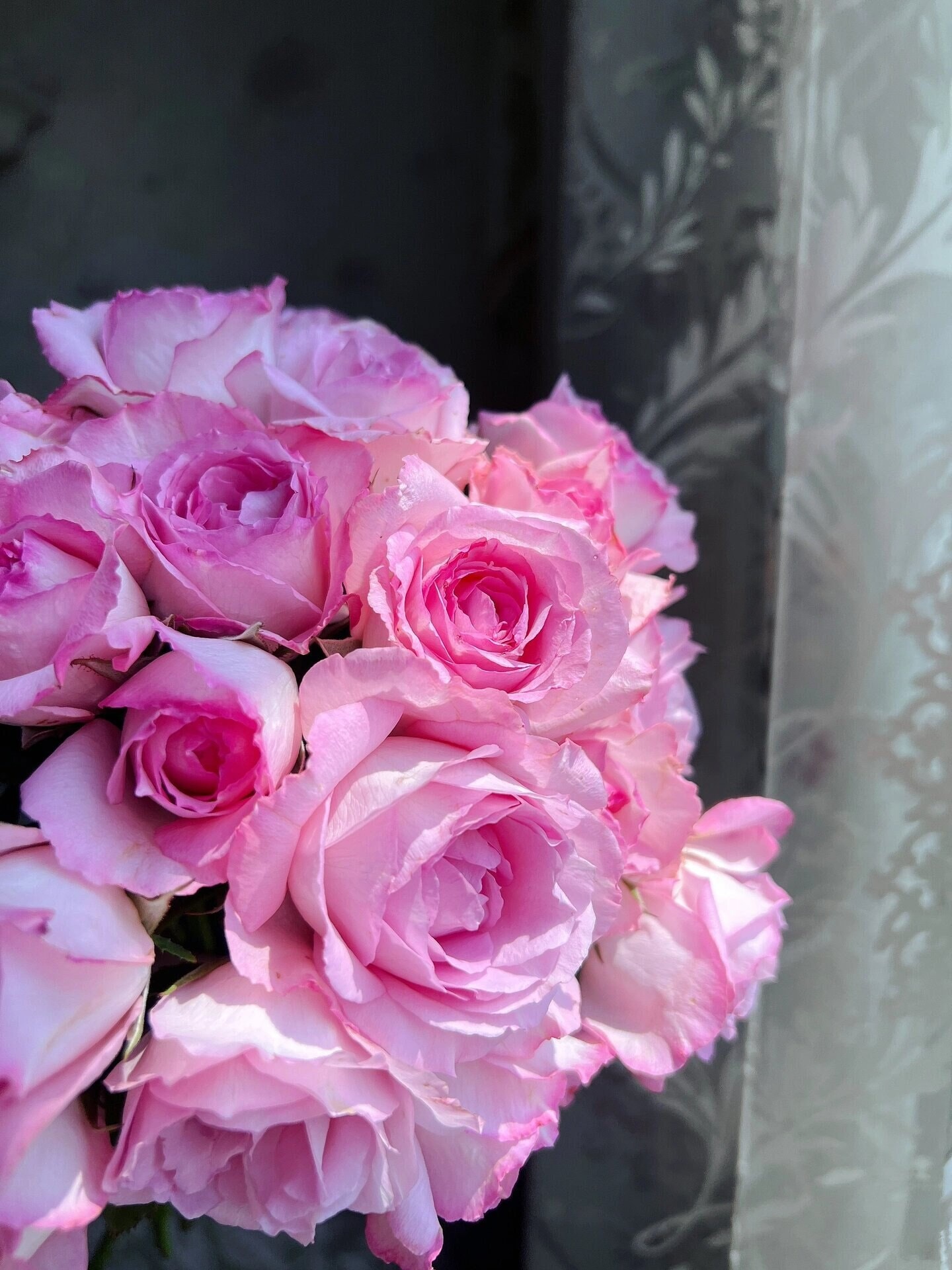 Rose【rien Rose| リアン・ローズ| 絆 】-2 Gal Ownroot Liveplant