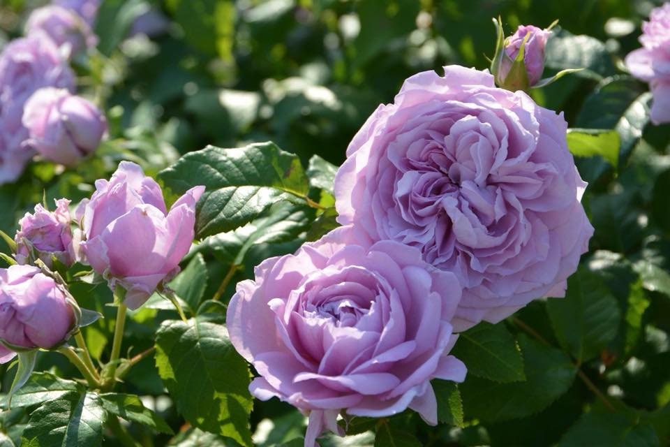 Rosa 【le Ciel Bleu| ルシエルブルー】 -ownroot Live Plant