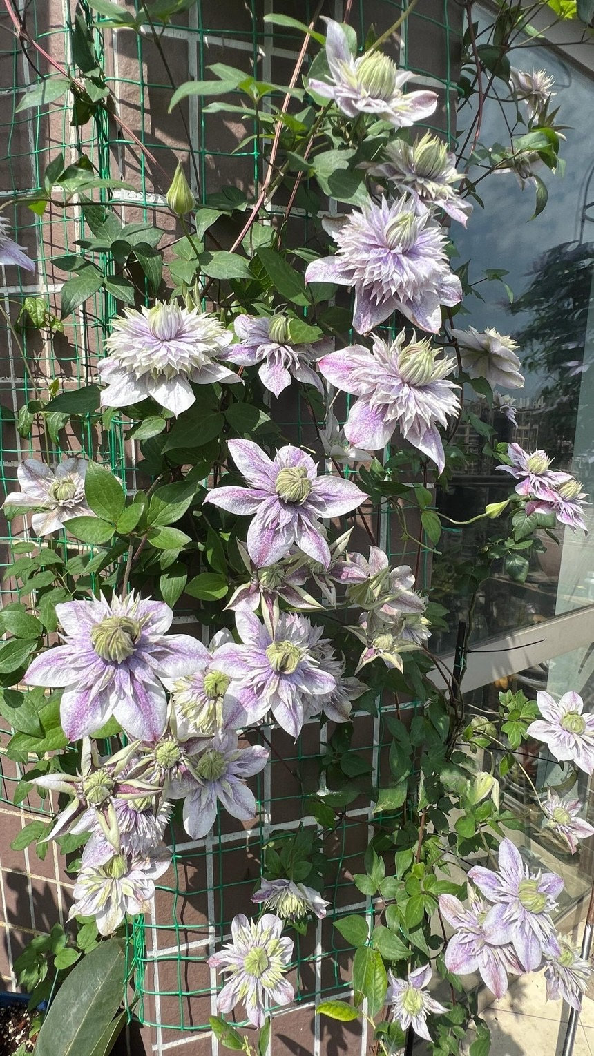 レア!! 遊佐未森/clematis レア!! 遊佐未森/clematis clematis : 遊佐未森 | HMV&BOOKS