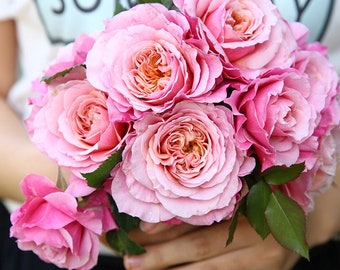 Rare Rose｛Miyabi | みやび} 2 Gal OwnRoot Live Plant| 木立バラ | 雅| Vintage| Elegance | Lotus Bloom | Large Flower | Easy to Grow| Heat Resistant