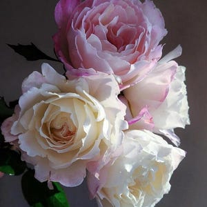 Rose【Princess Tenko｜プリンセステンコー】- 3 Gal LivePlant｜Rare Japanese Rosa｜天宫公主｜Large Bloom｜Heat Resistant |Floribunda Rose| Gradient