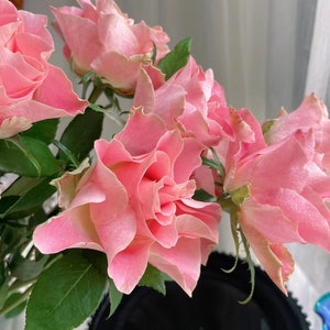 Rose【Japanese Tale| Nirpjata】 -1.5 Gal + OwnRoot Live Plant| 日本故事| Heat Toleran| Less Thorns|大和物语 Vintage colour| |Strong Adaptability| Lily