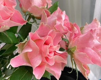 Rose【Japanese Tale| Nirpjata】 -1.5 Gal + OwnRoot Live Plant| 日本故事| Heat Toleran|Less Thorns|大和物语 Vintage colour|  |Strong Adaptability