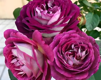 Rose【huddersfield Choral Society】 - 2gal + Ownroot| Perfume