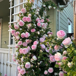 2ft Climbing Rose[ Eden Rose ]- -”world's favourite rose（Pierr de Ronsard）（Meiviolin）Fully double blooms