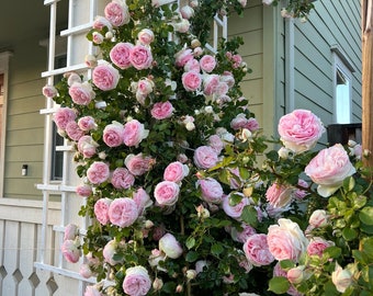 2ft Climbing Rose[ Eden Rose ]- -”world's favourite rose（Pierr de Ronsard）（Meiviolin）Fully double blooms