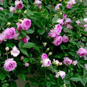 Puede incluir: Un exuberante rosal rosa con muchas flores en plena floraci&oacute;n. Las rosas son de color rosa claro y crecen en una vid verde. El rosal est&aacute; en plena floraci&oacute;n y las rosas est&aacute;n todas mirando hacia la c&aacute;mara.