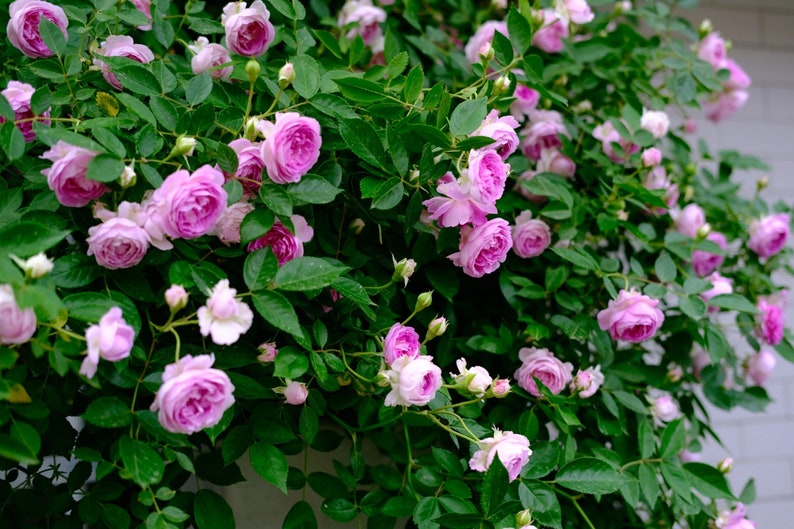 Puede incluir: Un exuberante rosal rosa con muchas flores en plena floraci&oacute;n. Las rosas son de color rosa claro y crecen en una vid verde. El rosal est&aacute; en plena floraci&oacute;n y las rosas est&aacute;n todas mirando hacia la c&aacute;mara.